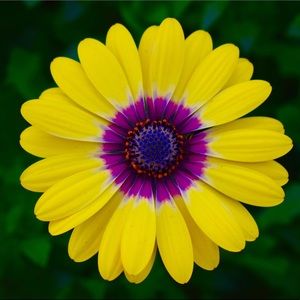 Meet your Posher, Gavin